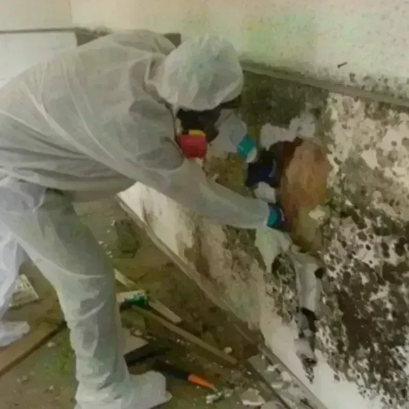 Mold Remediation and Removal in Orange, NJ